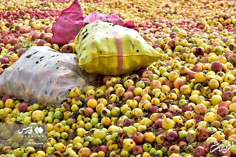 (تصاویر) داغداران سیب!